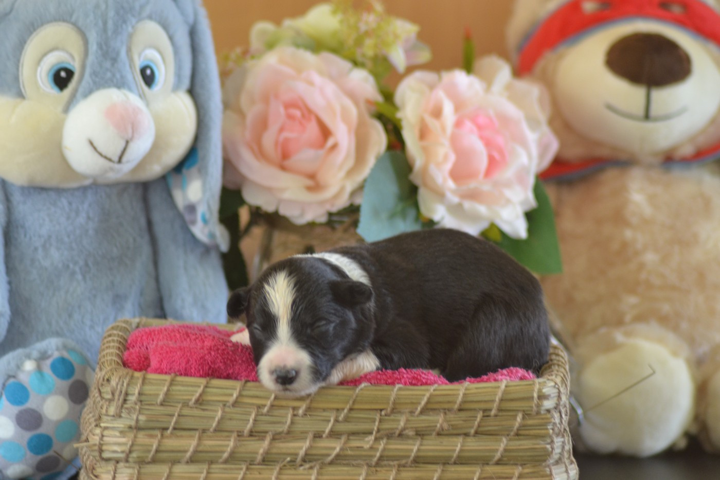 De La Colline d'Ans - Chiots disponibles - Border Collie