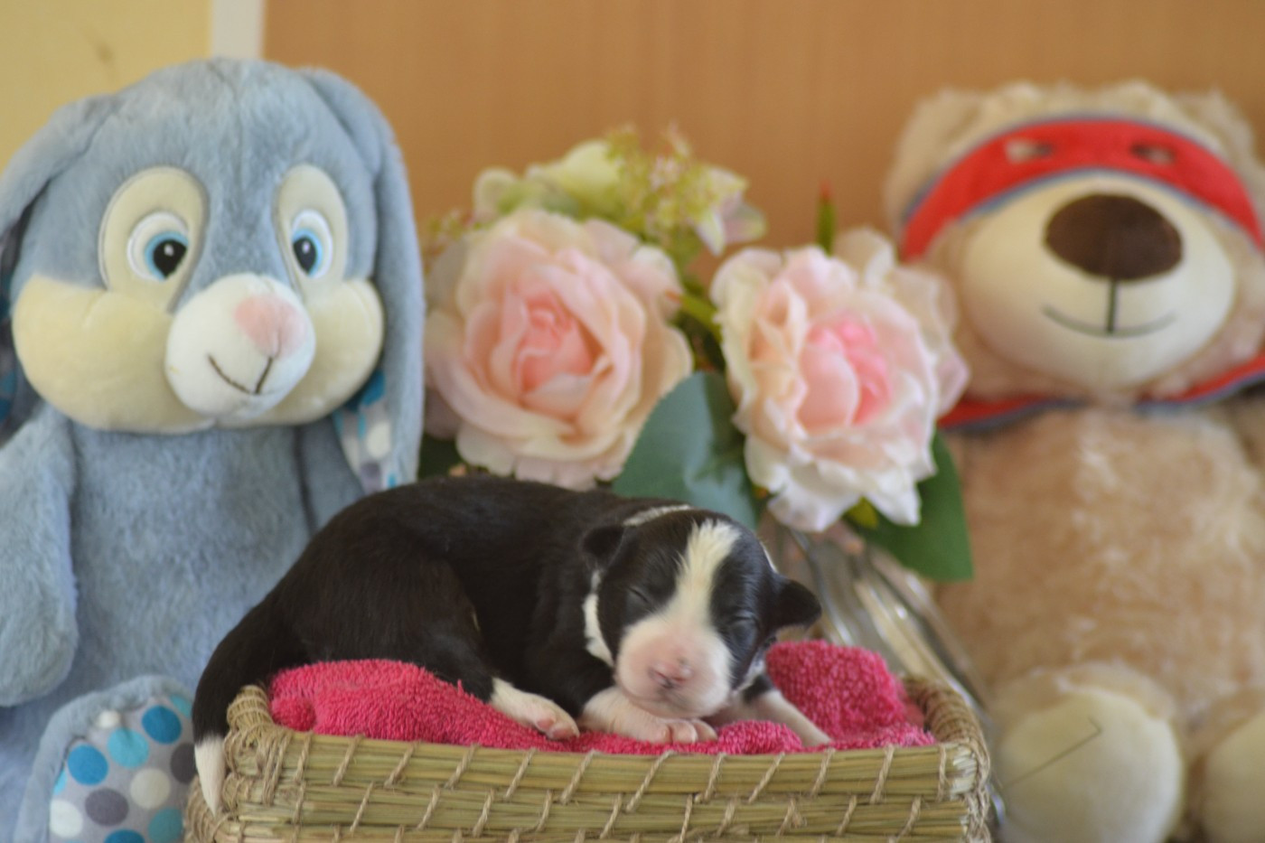 De La Colline d'Ans - Chiots disponibles - Border Collie