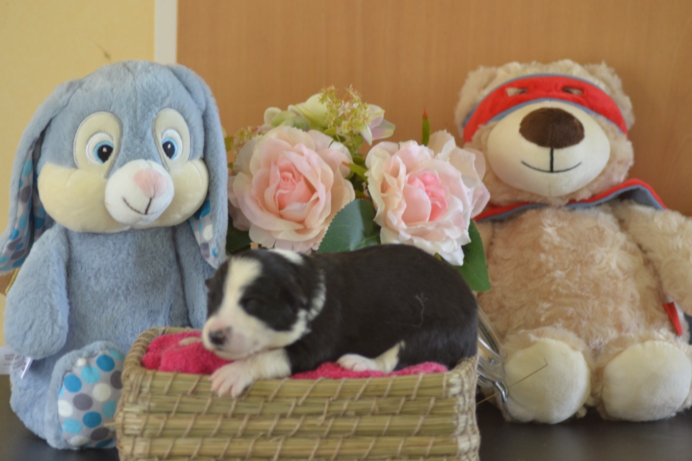 De La Colline d'Ans - Chiots disponibles - Border Collie