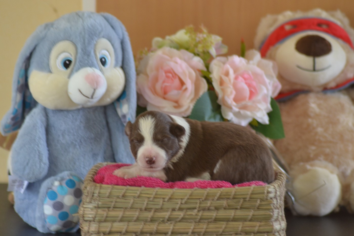 De La Colline d'Ans - Chiots disponibles - Border Collie