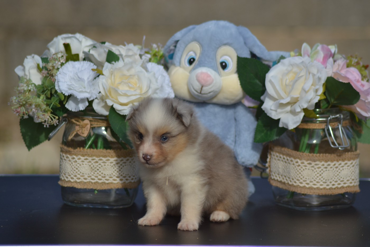 De La Colline d'Ans - Chiots disponibles - Shetland Sheepdog