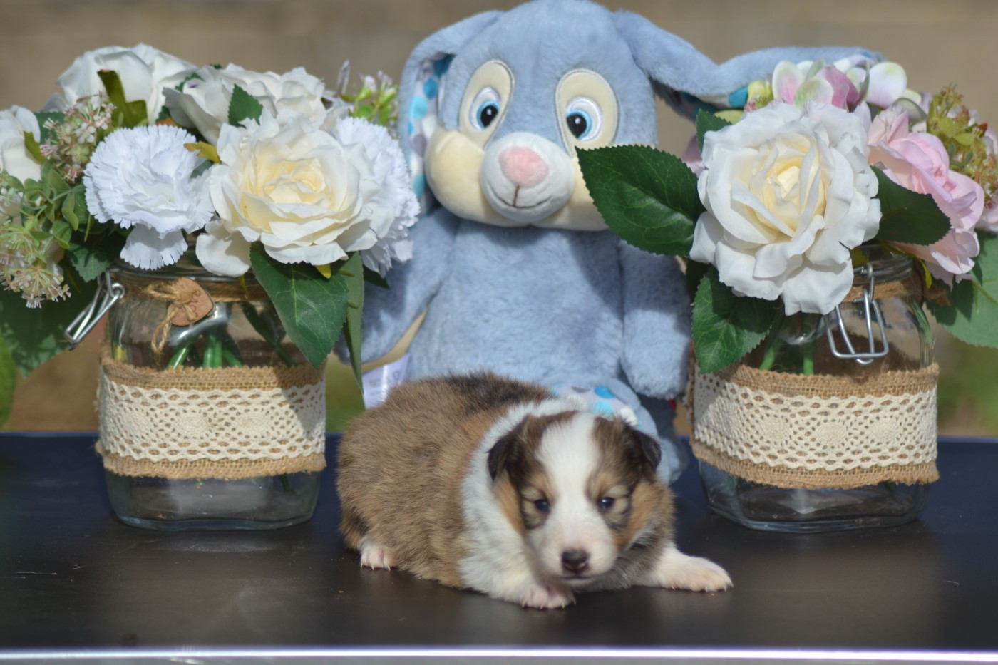 De La Colline d'Ans - Chiots disponibles - Shetland Sheepdog