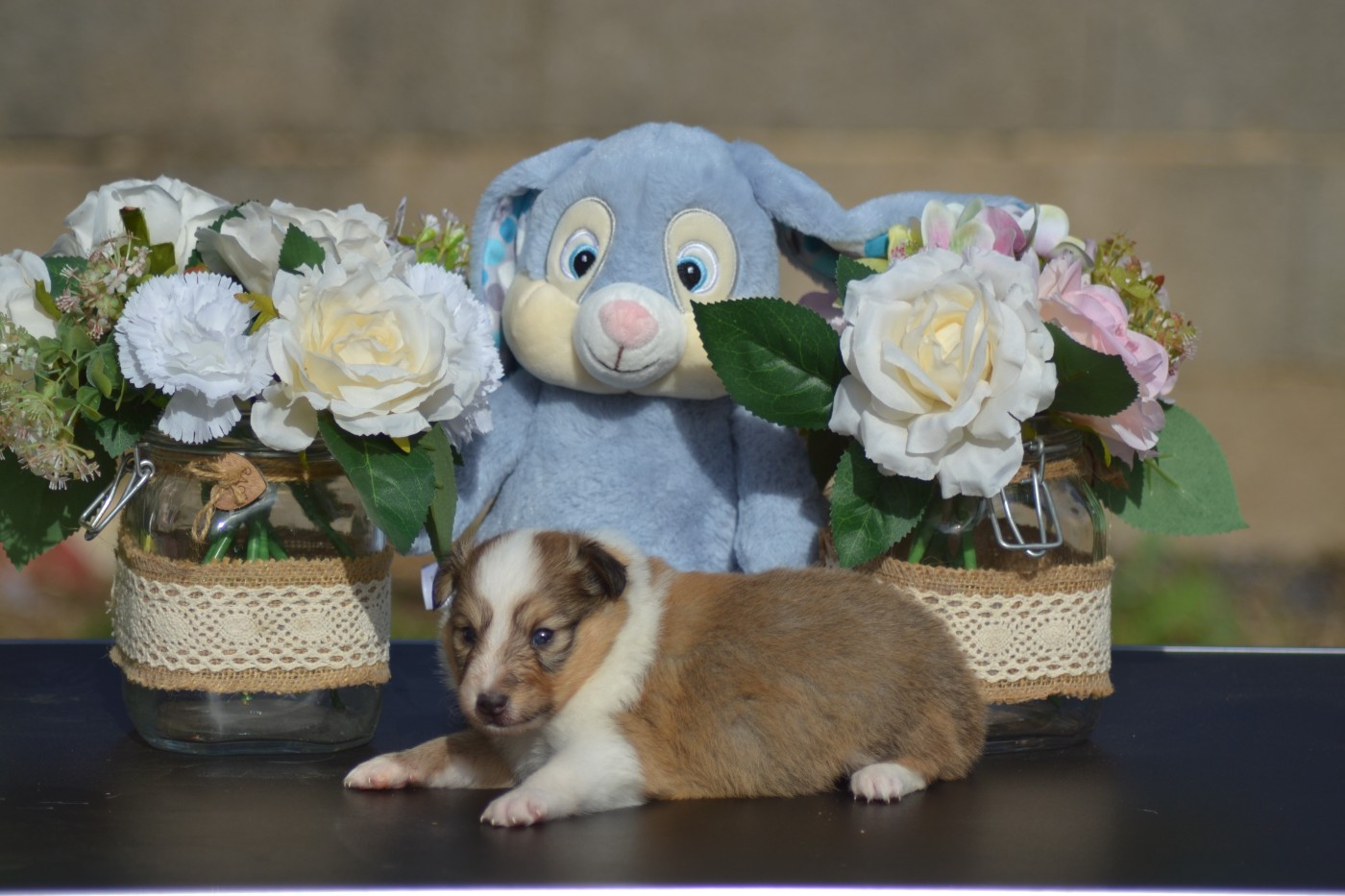 De La Colline d'Ans - Chiots disponibles - Shetland Sheepdog