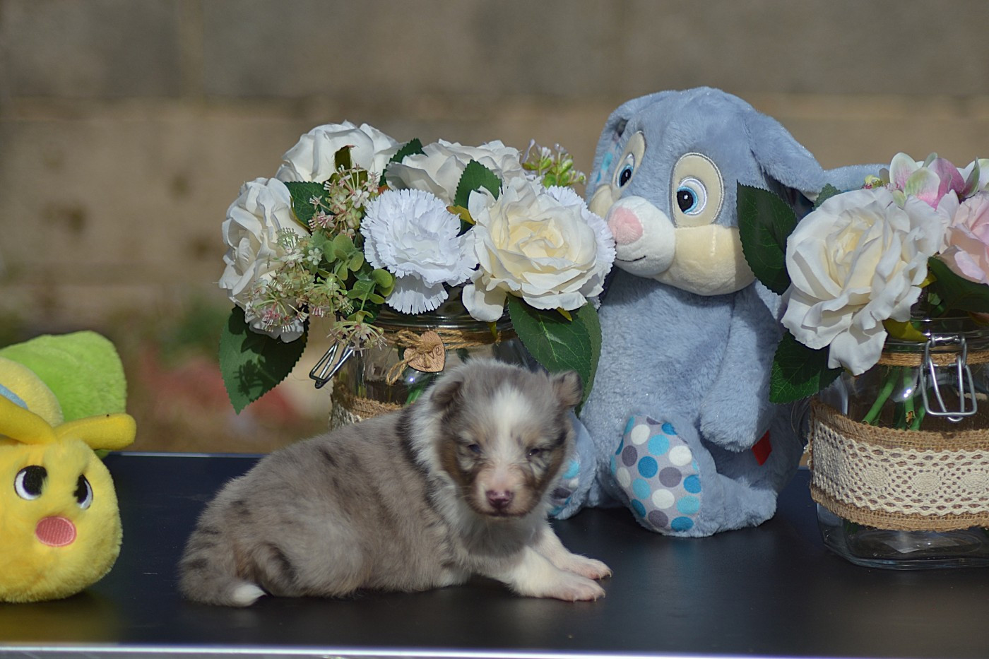 De La Colline d'Ans - Chiots disponibles - Shetland Sheepdog