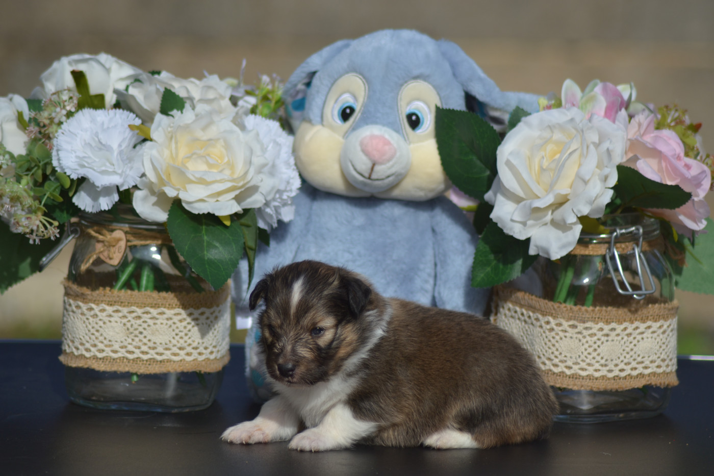 De La Colline d'Ans - Chiots disponibles - Shetland Sheepdog