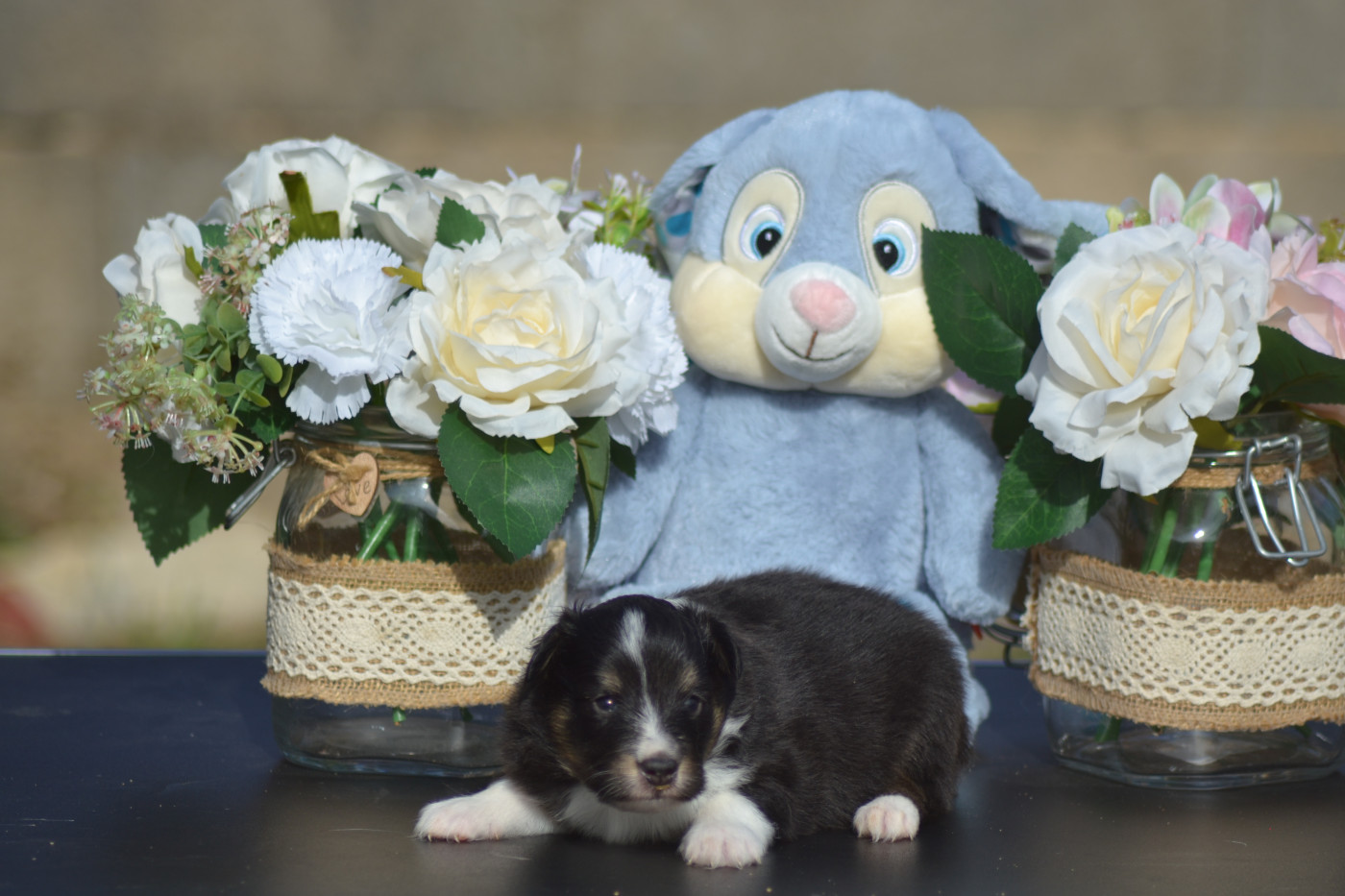 De La Colline d'Ans - Chiots disponibles - Shetland Sheepdog
