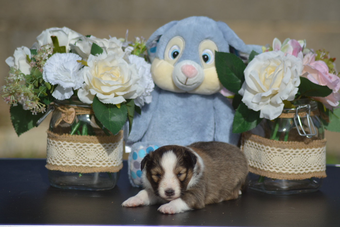De La Colline d'Ans - Chiots disponibles - Shetland Sheepdog