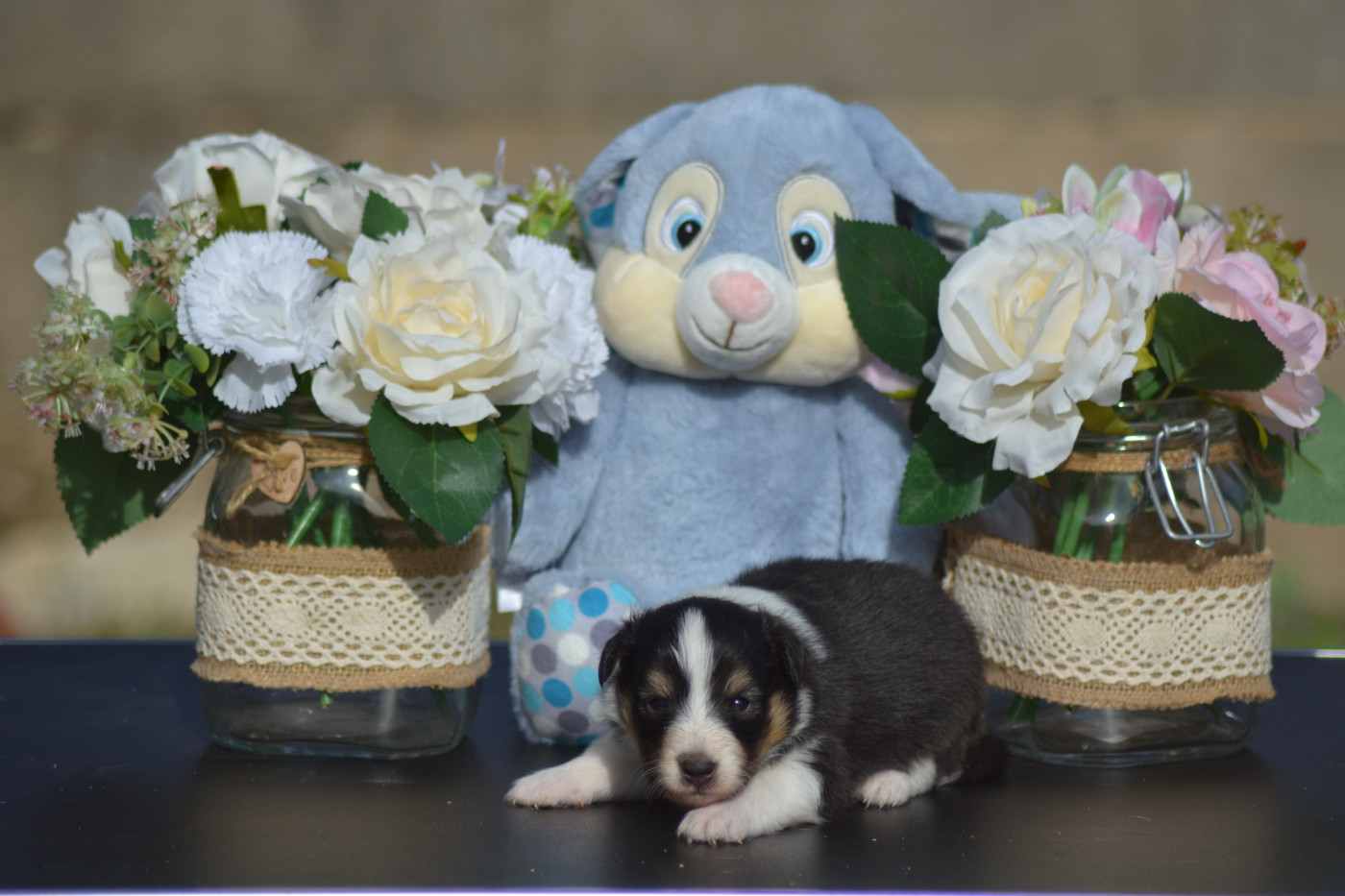 De La Colline d'Ans - Chiots disponibles - Shetland Sheepdog