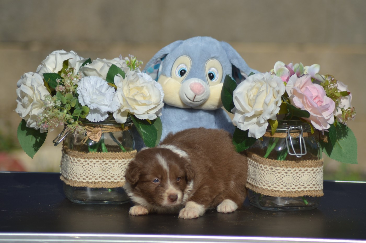 De La Colline d'Ans - Chiots disponibles - Border Collie