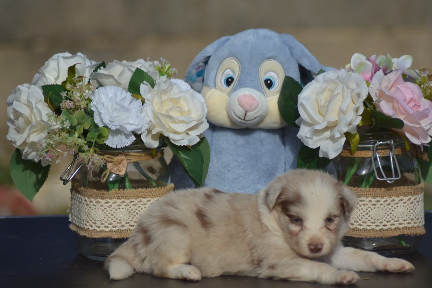 De La Colline d'Ans - Chiots disponibles - Border Collie