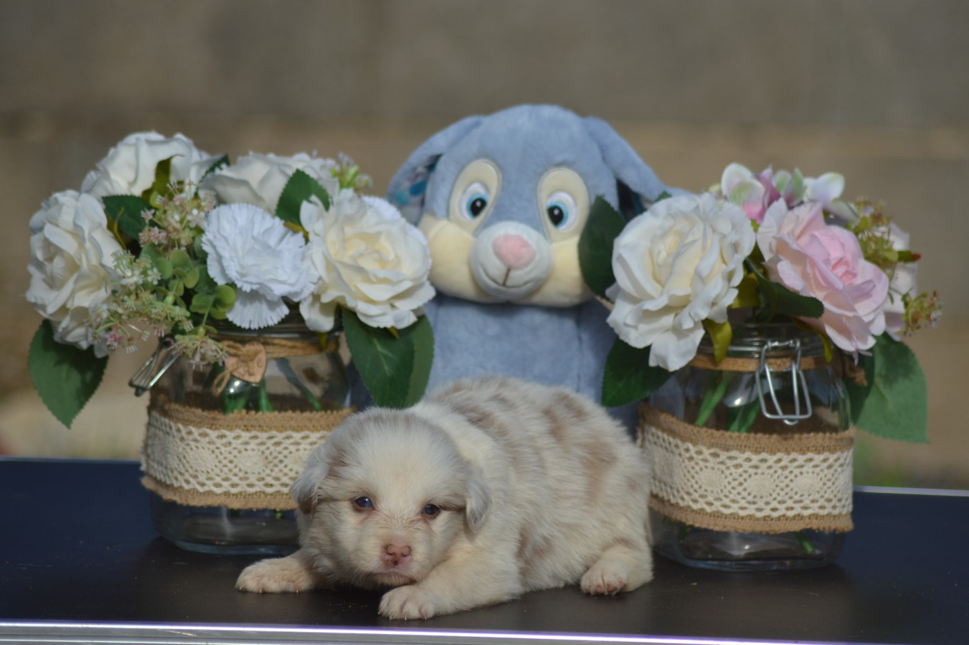 De La Colline d'Ans - Chiots disponibles - Border Collie