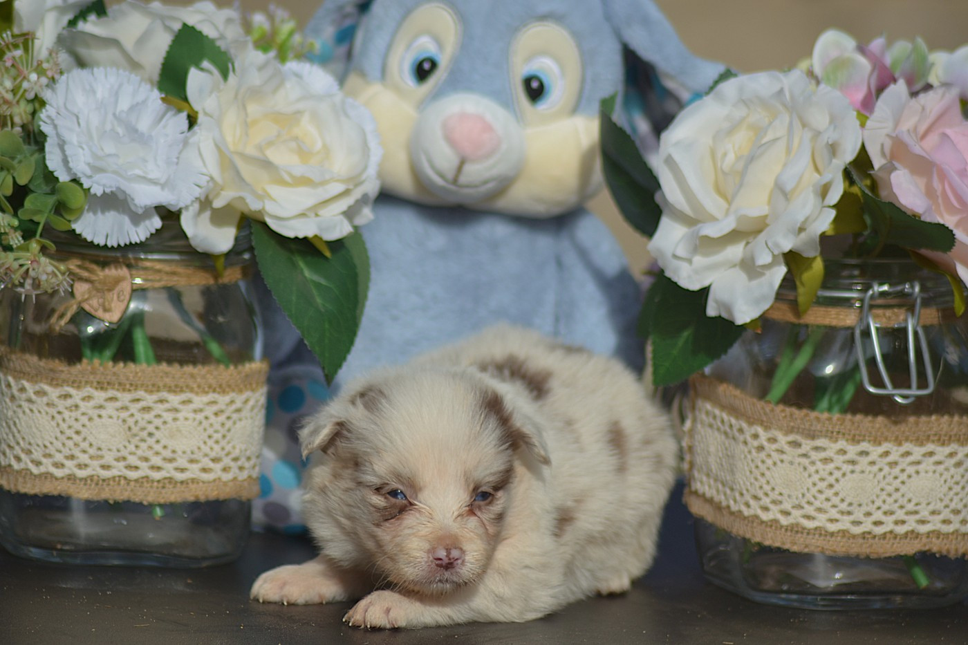De La Colline d'Ans - Chiots disponibles - Border Collie