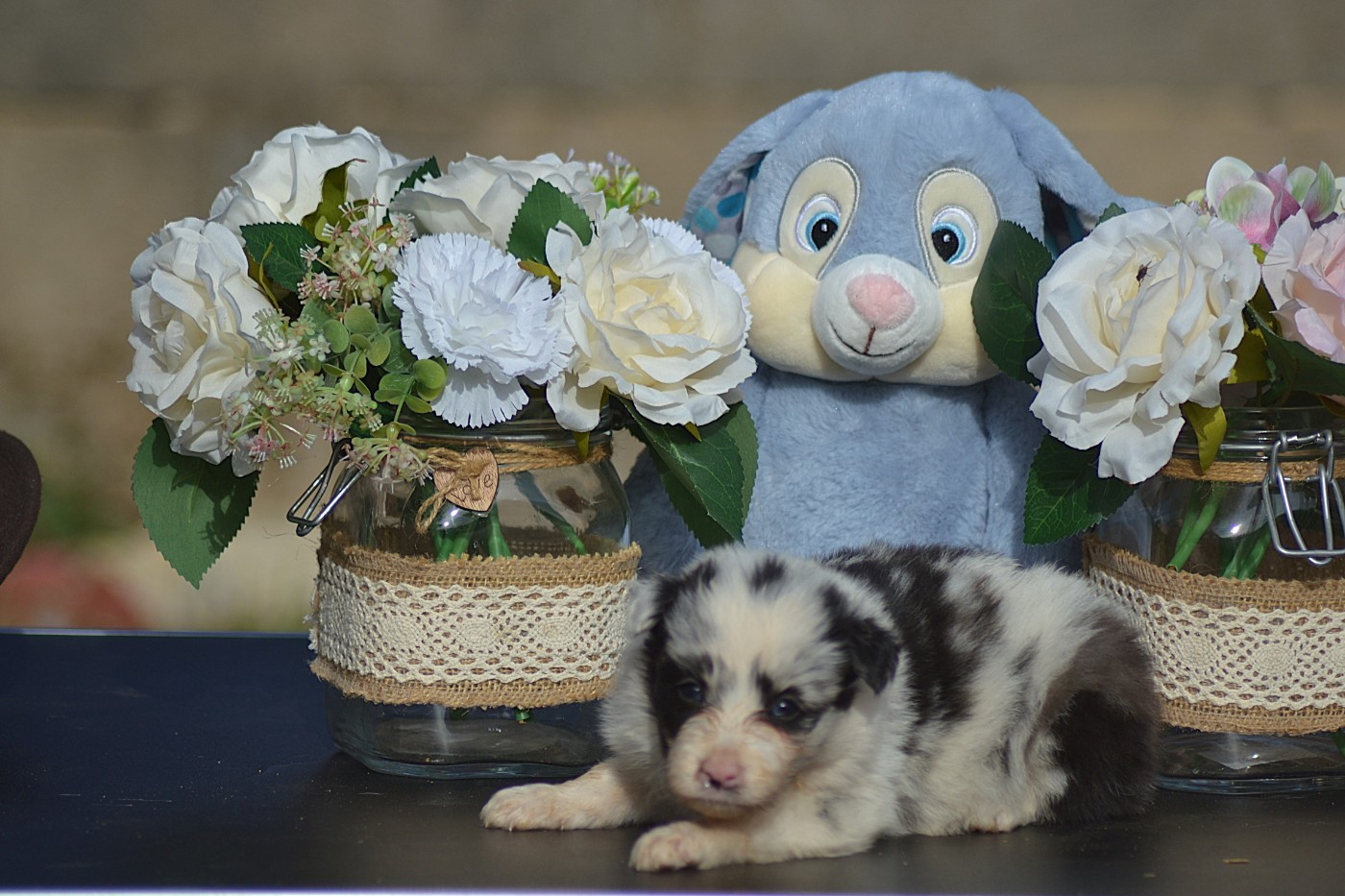 De La Colline d'Ans - Chiots disponibles - Border Collie