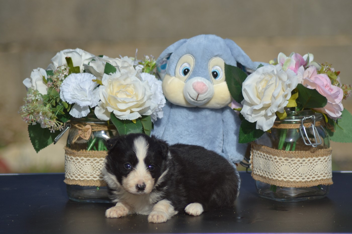 De La Colline d'Ans - Chiots disponibles - Border Collie
