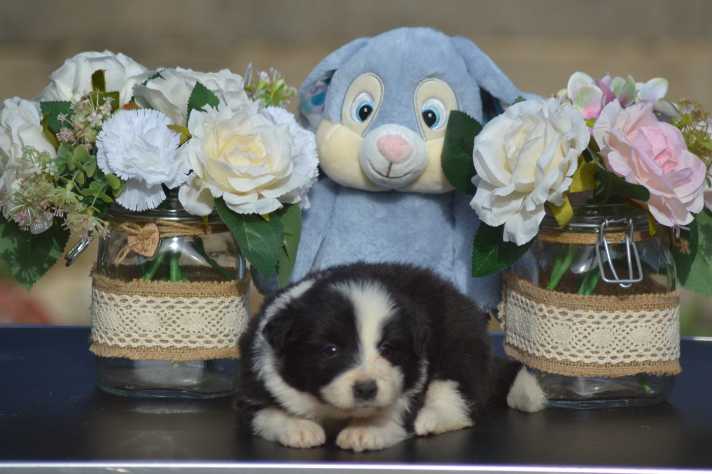 De La Colline d'Ans - Chiots disponibles - Border Collie