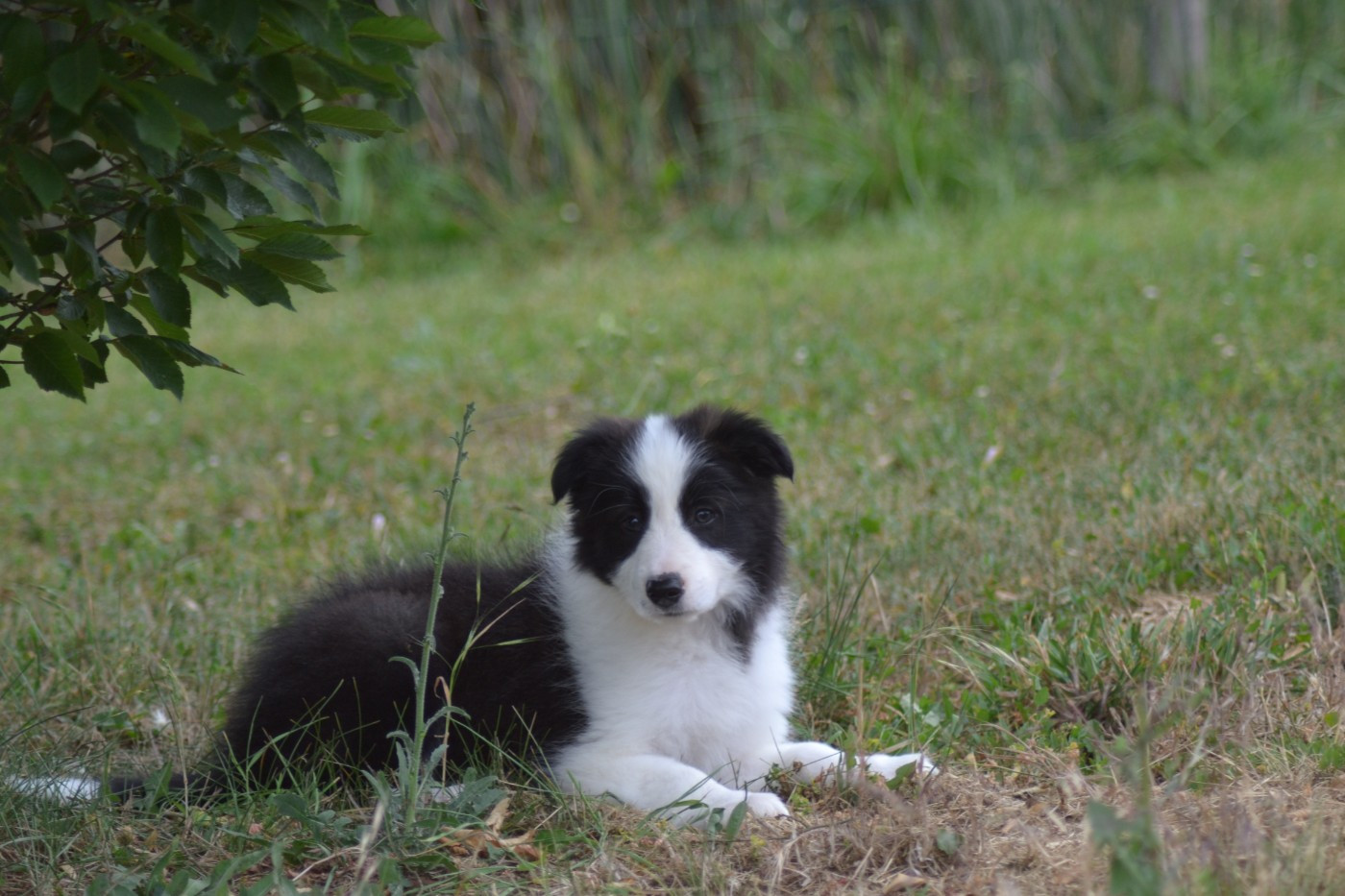 De La Colline d'Ans - Chiots disponibles - Border Collie