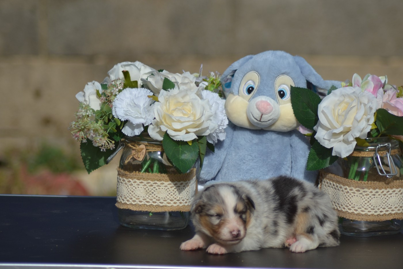 De La Colline d'Ans - Chiots disponibles - Shetland Sheepdog