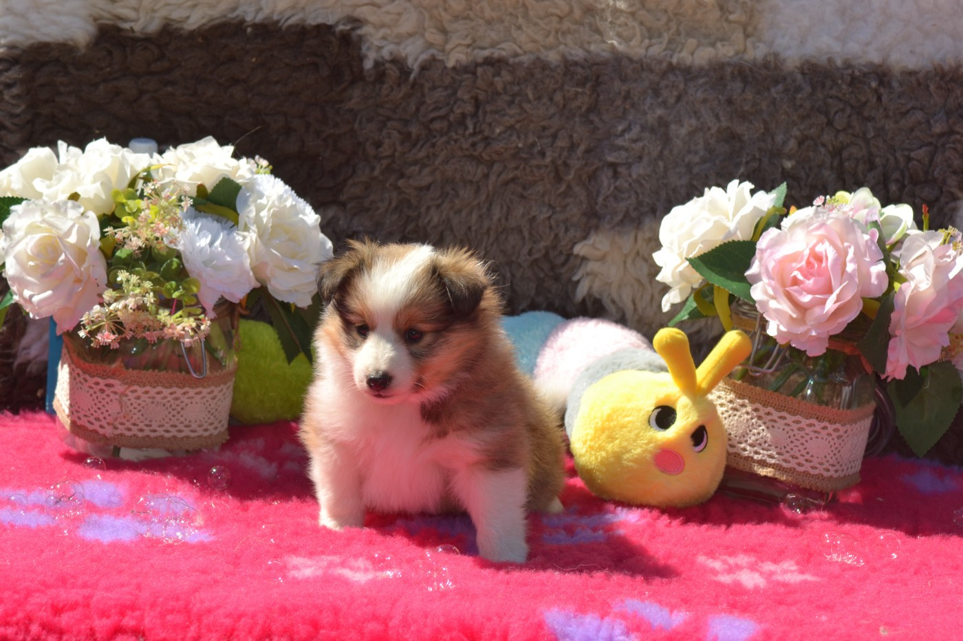 De La Colline d'Ans - Chiots disponibles - Shetland Sheepdog