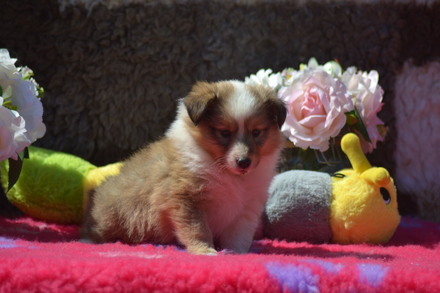 De La Colline d'Ans - Chiots disponibles - Shetland Sheepdog