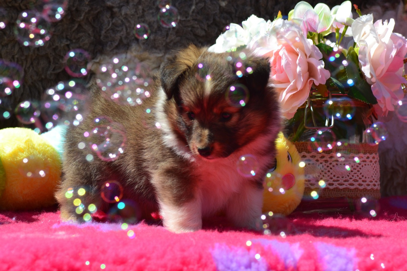 De La Colline d'Ans - Chiots disponibles - Shetland Sheepdog