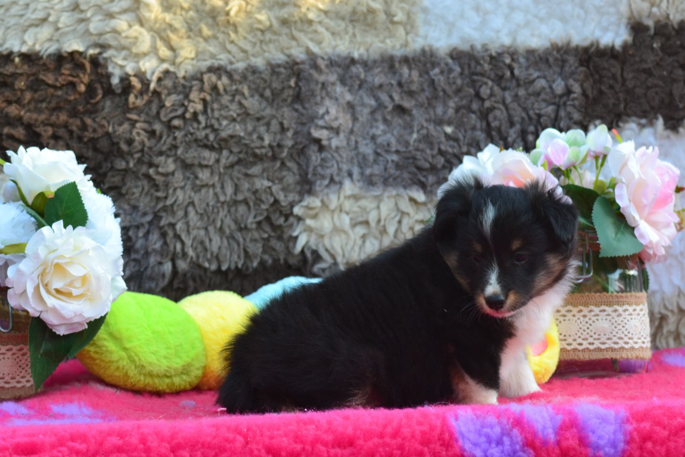 De La Colline d'Ans - Chiots disponibles - Shetland Sheepdog