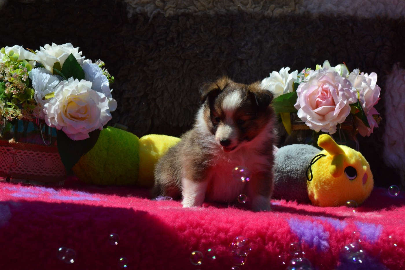 De La Colline d'Ans - Chiots disponibles - Shetland Sheepdog