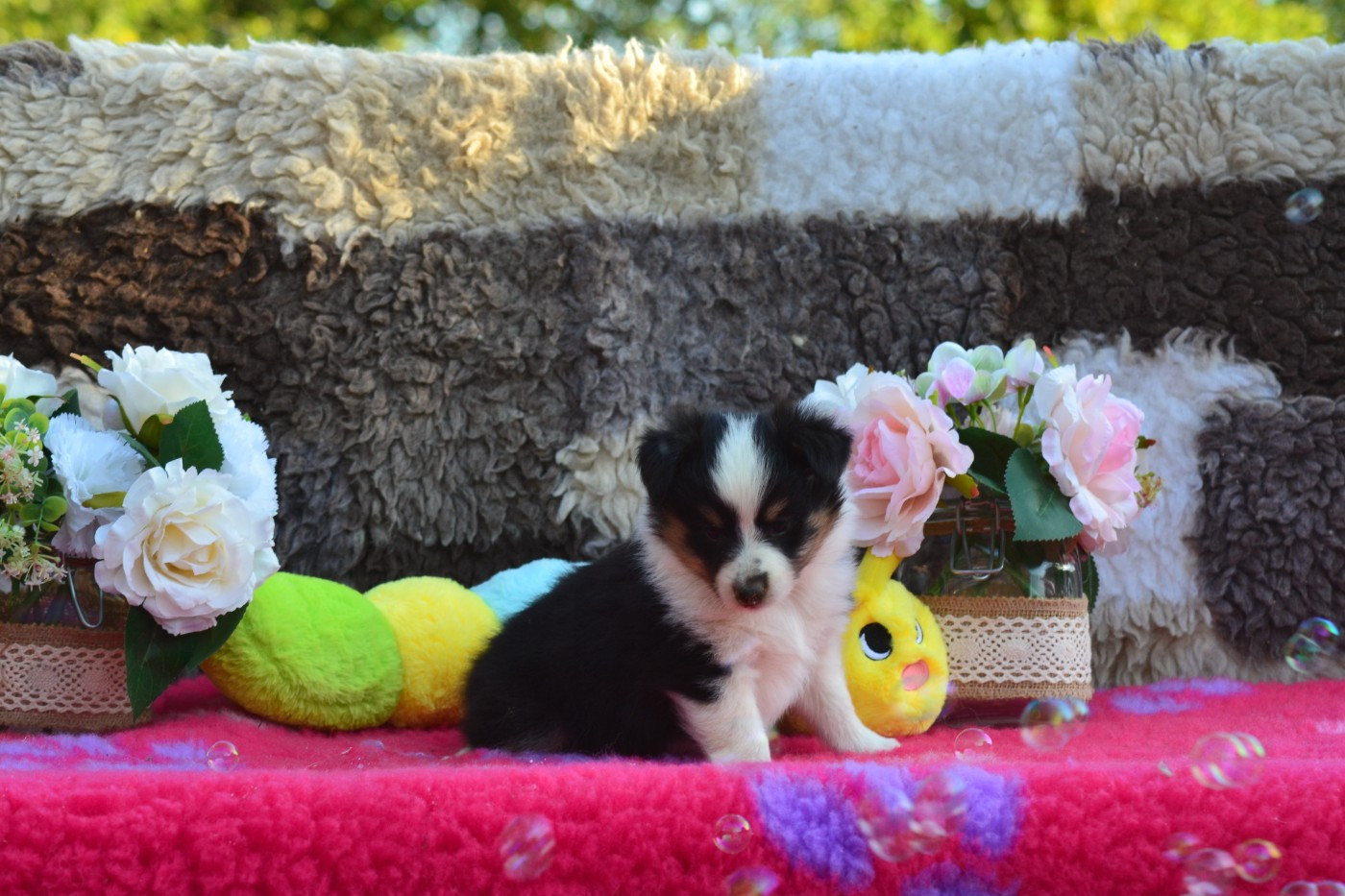 De La Colline d'Ans - Chiots disponibles - Shetland Sheepdog