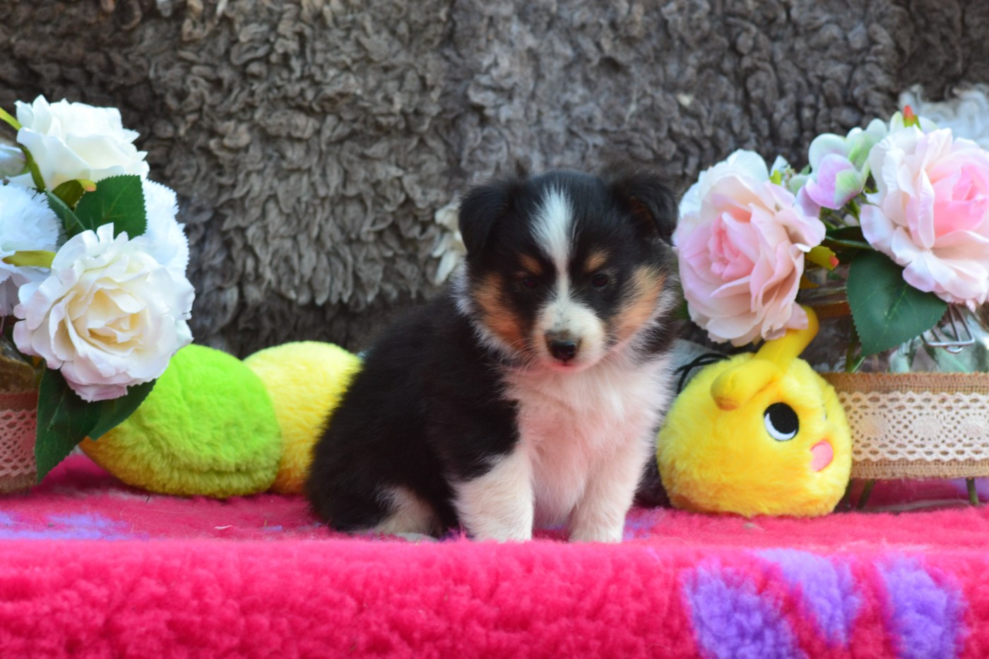 De La Colline d'Ans - Chiots disponibles - Shetland Sheepdog