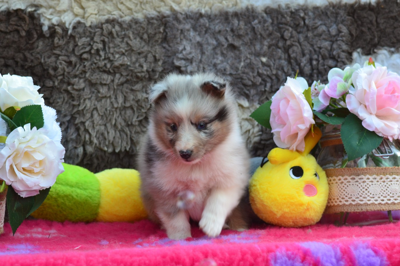 De La Colline d'Ans - Chiots disponibles - Shetland Sheepdog