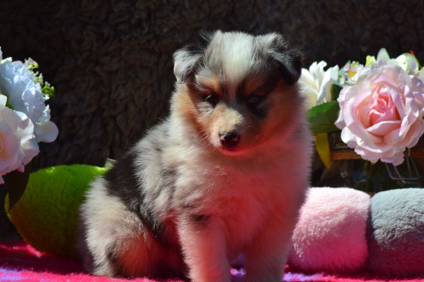 De La Colline d'Ans - Chiots disponibles - Shetland Sheepdog