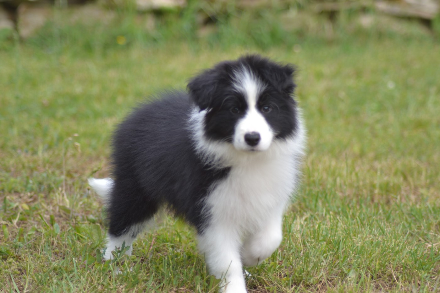 De La Colline d'Ans - Chiots disponibles - Border Collie
