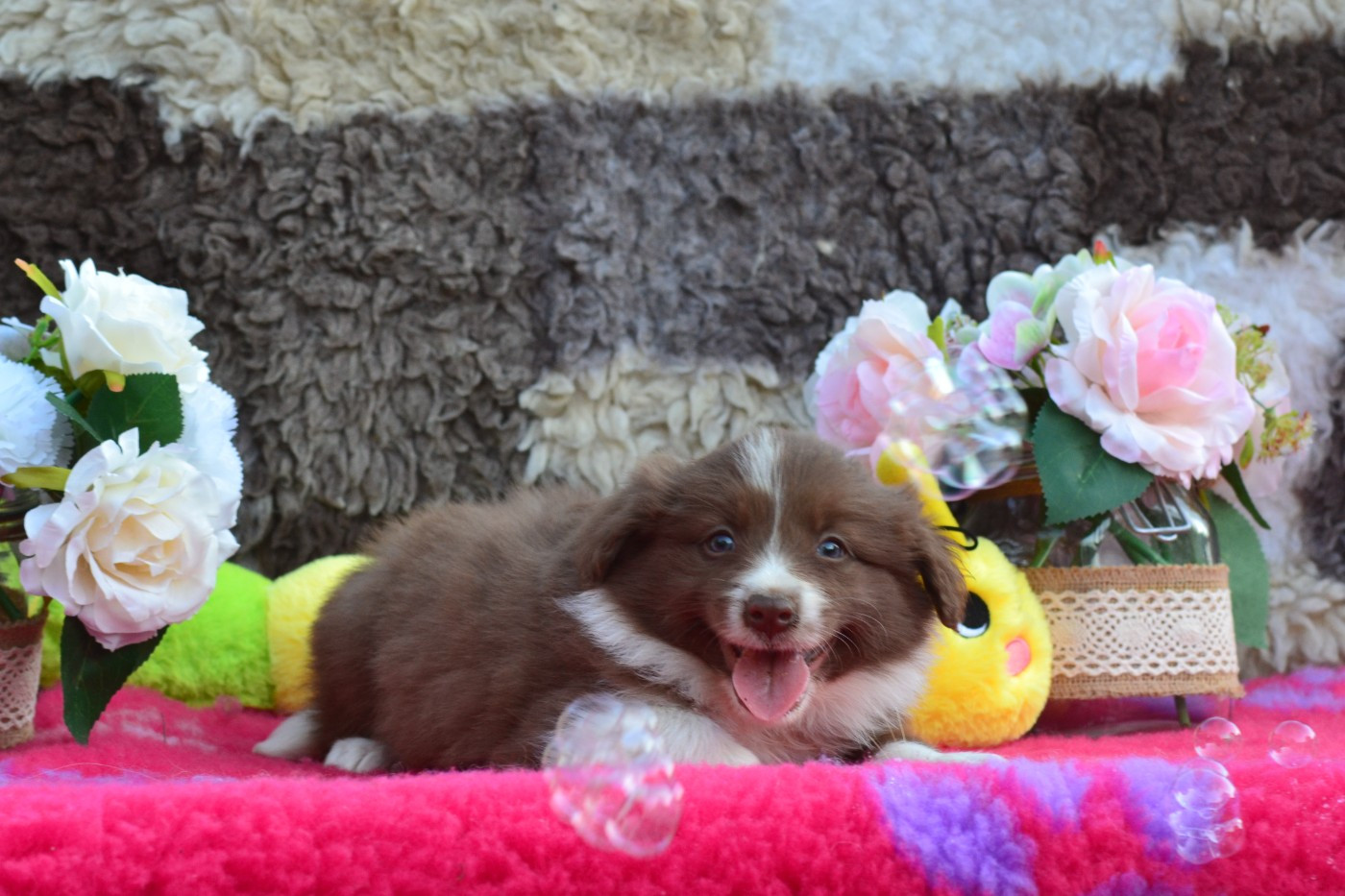 De La Colline d'Ans - Chiots disponibles - Border Collie