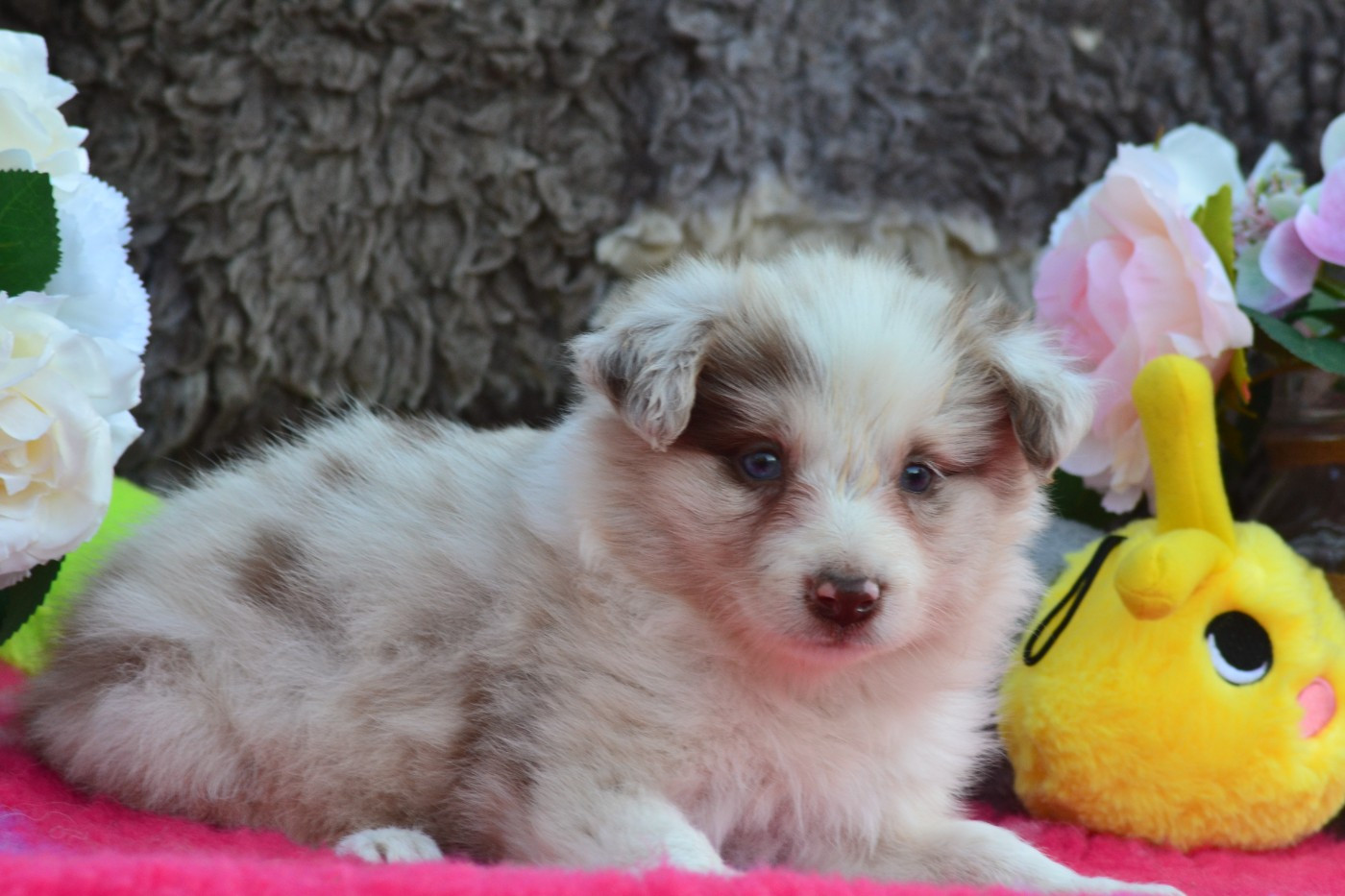 De La Colline d'Ans - Chiots disponibles - Border Collie