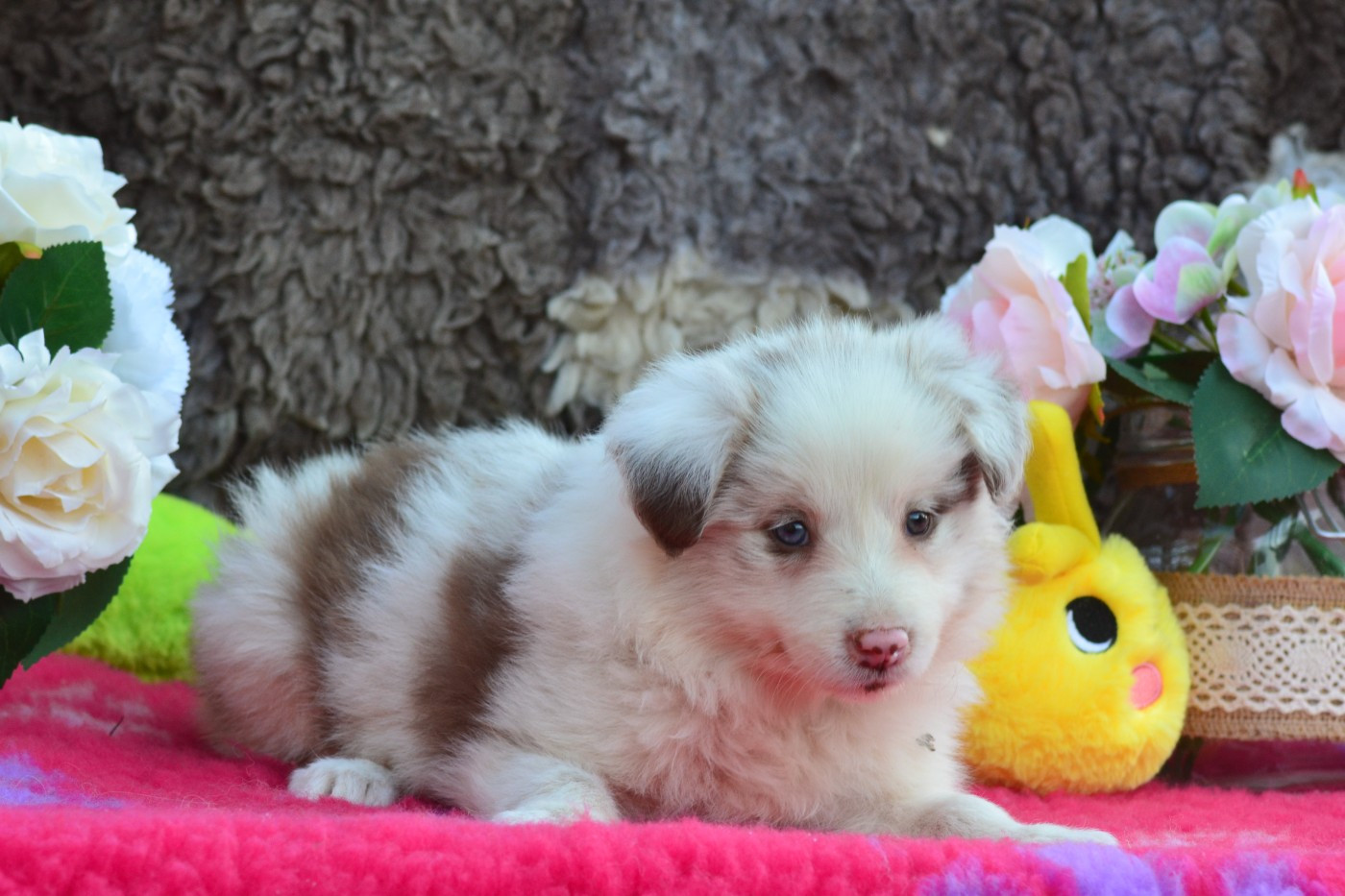 De La Colline d'Ans - Chiots disponibles - Border Collie