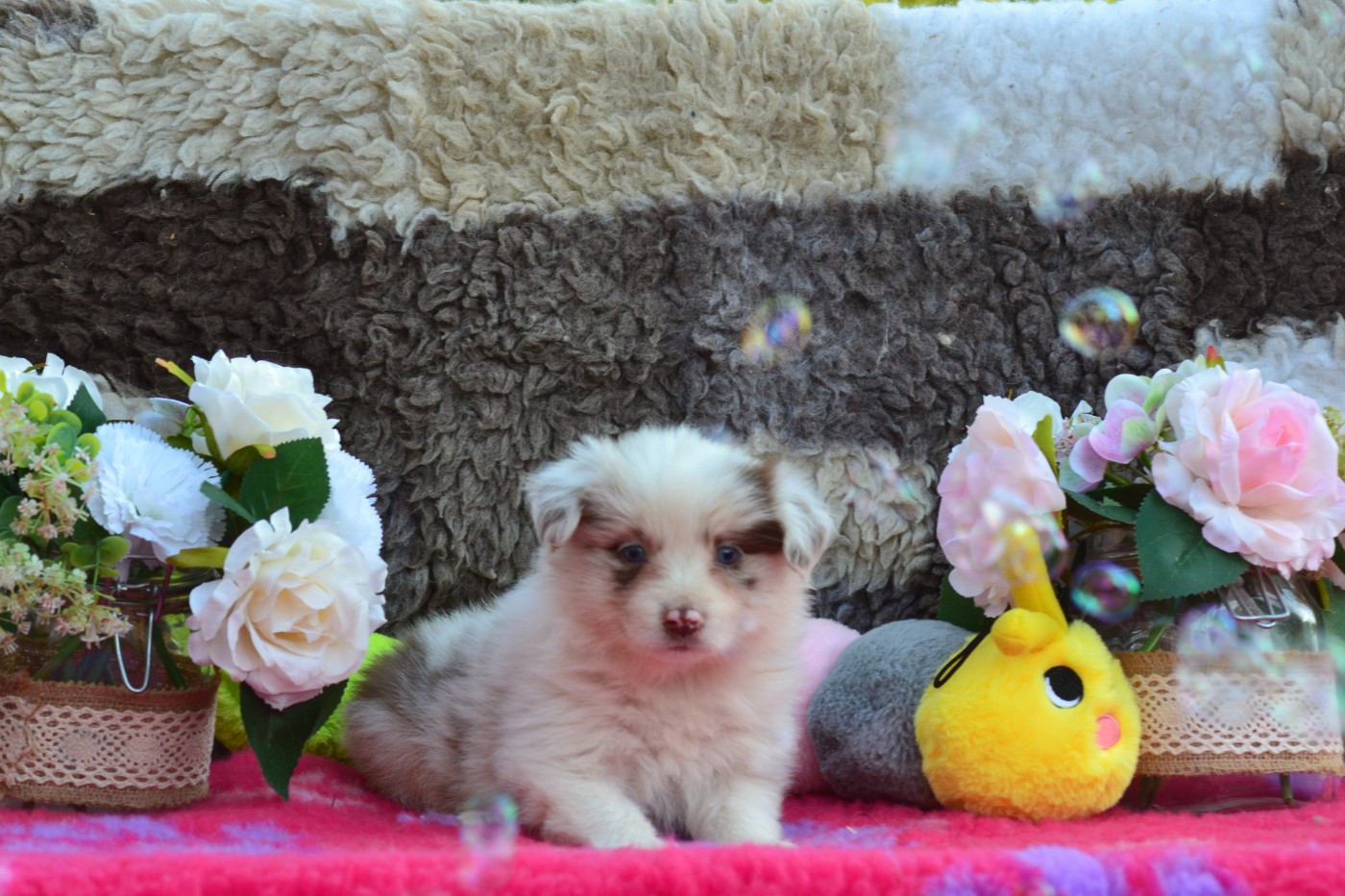 De La Colline d'Ans - Chiots disponibles - Border Collie