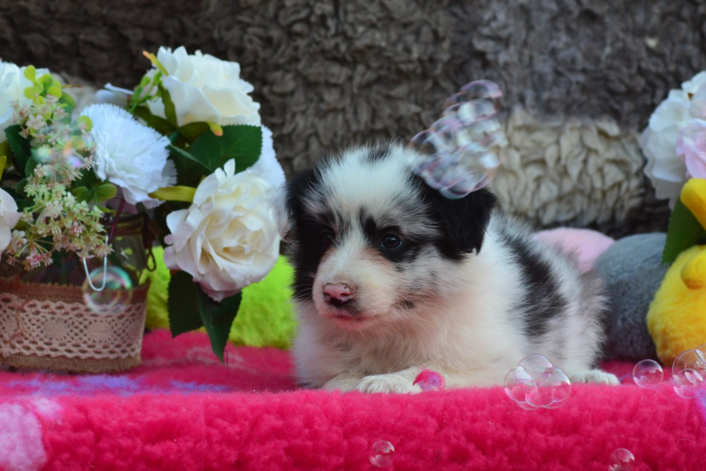 De La Colline d'Ans - Chiots disponibles - Border Collie