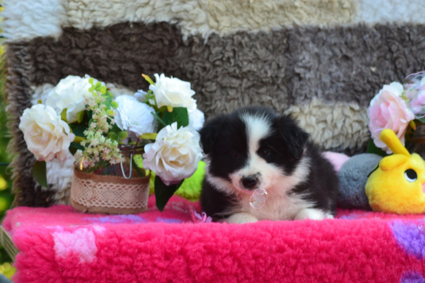 De La Colline d'Ans - Chiots disponibles - Border Collie