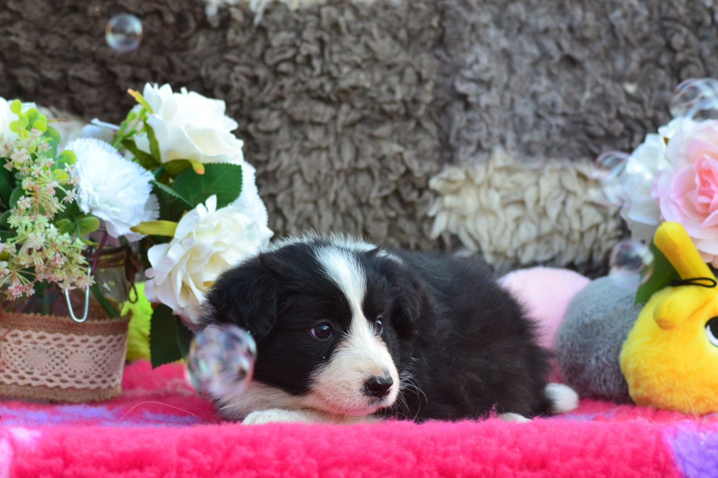 De La Colline d'Ans - Chiots disponibles - Border Collie