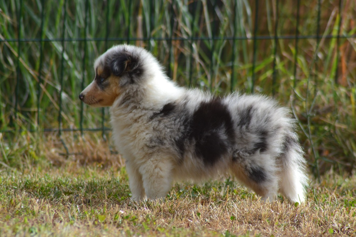 De La Colline d'Ans - Chiots disponibles - Shetland Sheepdog