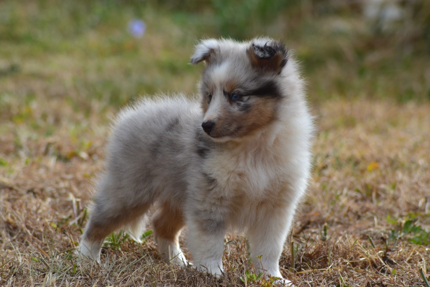 De La Colline d'Ans - Chiots disponibles - Shetland Sheepdog