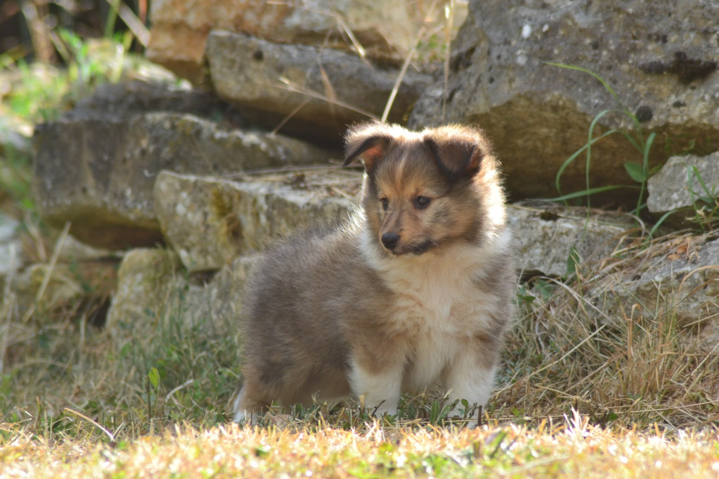 De La Colline d'Ans - Chiots disponibles - Shetland Sheepdog