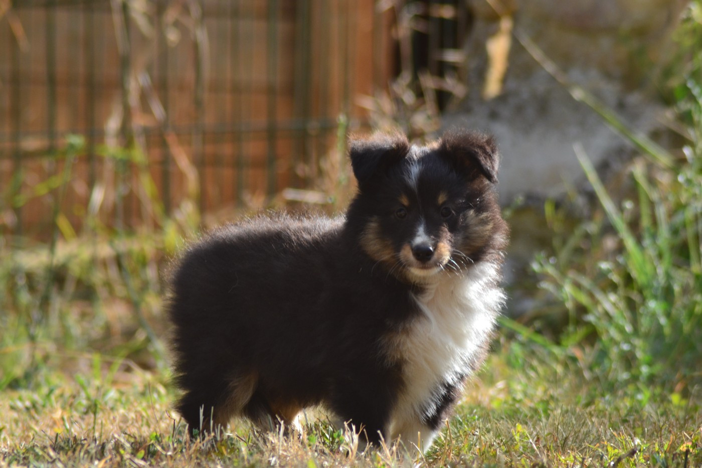 De La Colline d'Ans - Chiots disponibles - Shetland Sheepdog