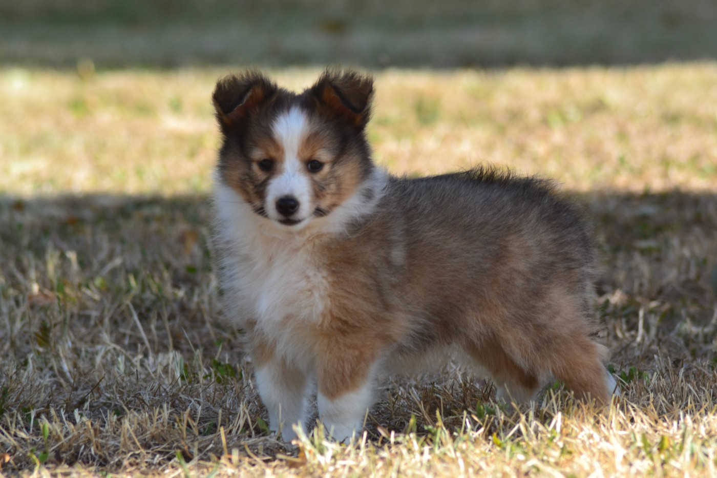 De La Colline d'Ans - Chiots disponibles - Shetland Sheepdog