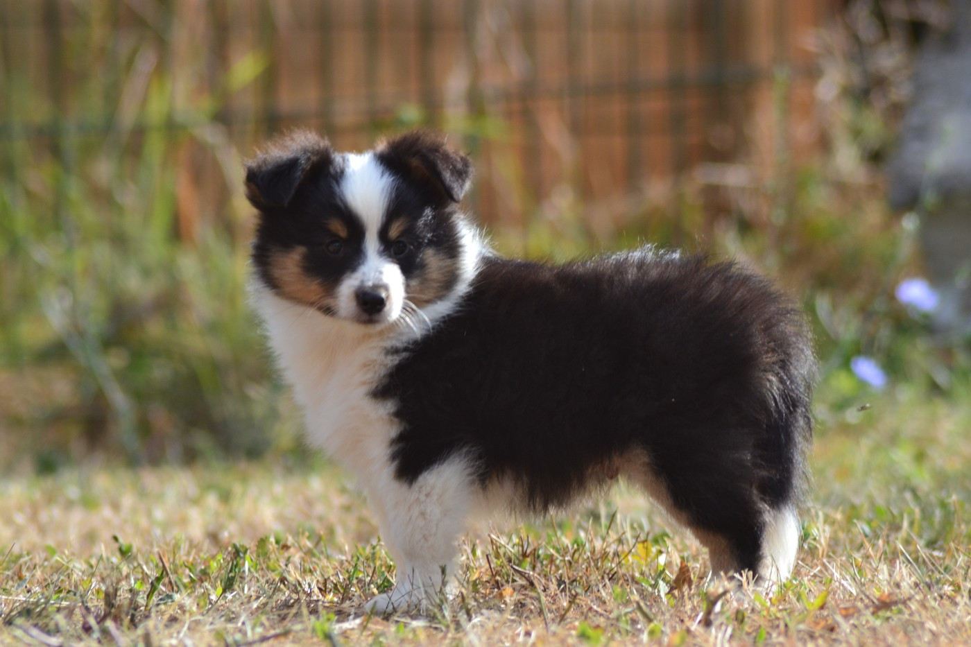 De La Colline d'Ans - Chiots disponibles - Shetland Sheepdog