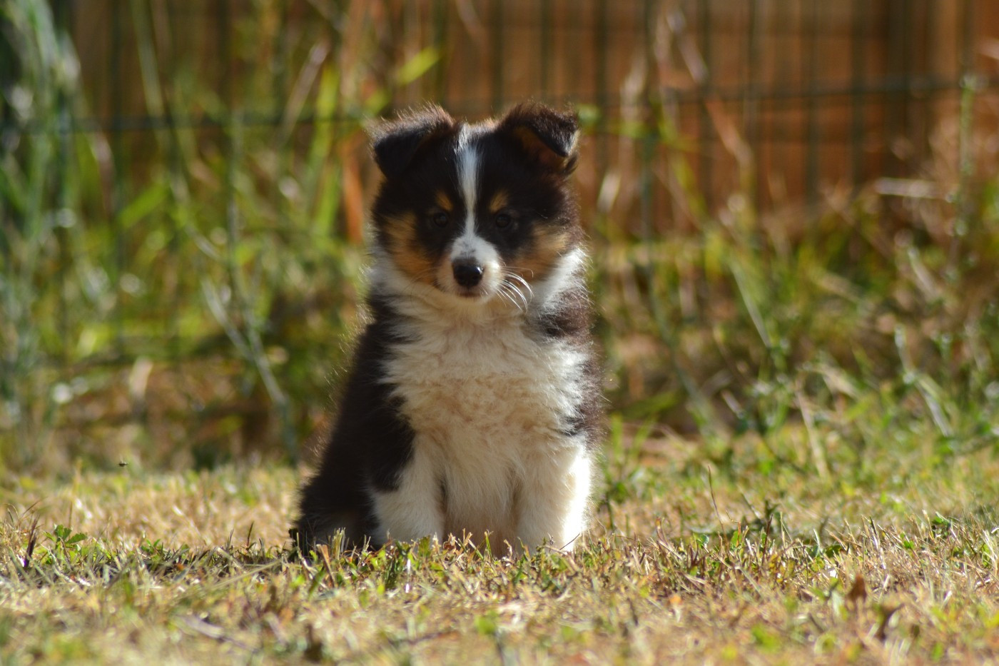 De La Colline d'Ans - Chiots disponibles - Shetland Sheepdog
