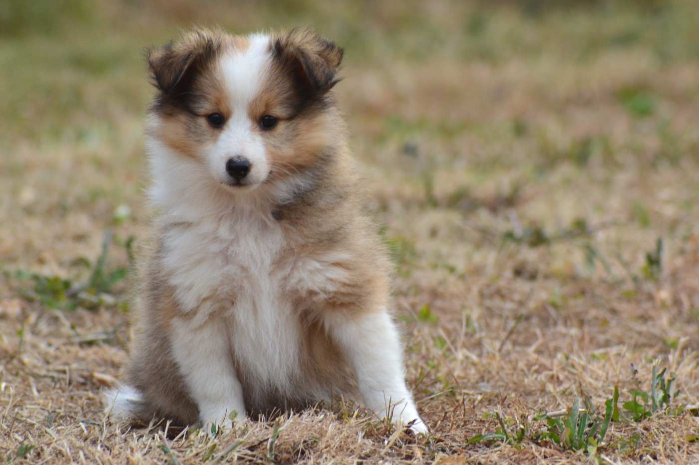 De La Colline d'Ans - Chiots disponibles - Shetland Sheepdog