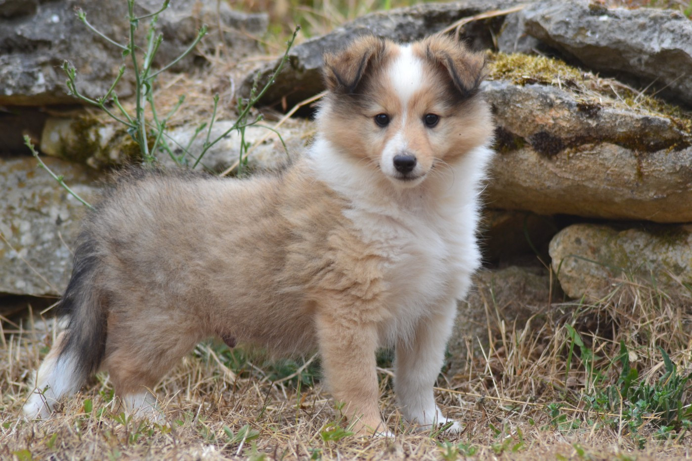 De La Colline d'Ans - Chiots disponibles - Shetland Sheepdog
