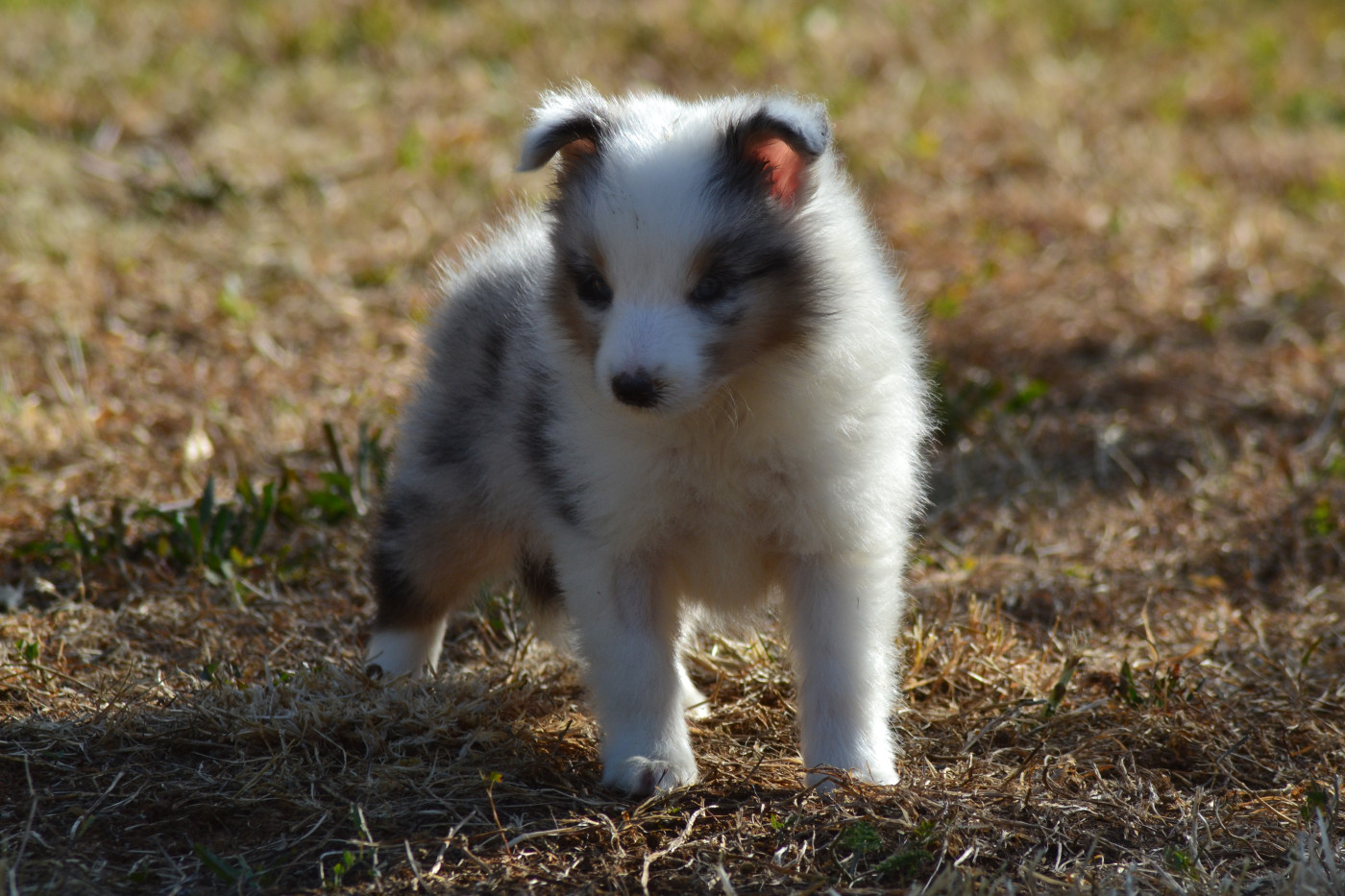 De La Colline d'Ans - Chiots disponibles - Shetland Sheepdog