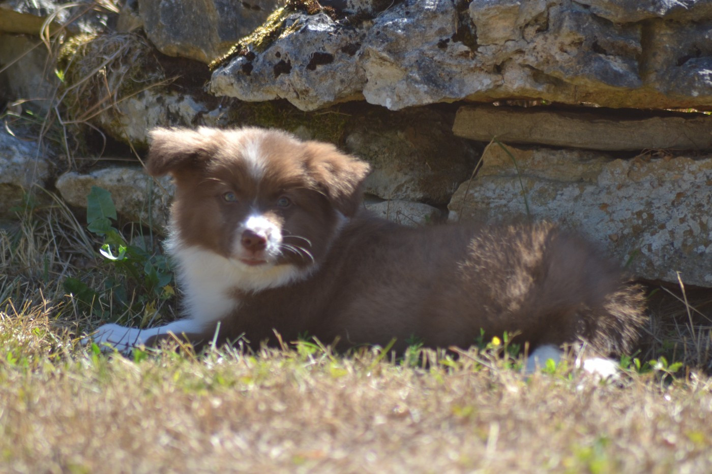 De La Colline d'Ans - Chiots disponibles - Border Collie