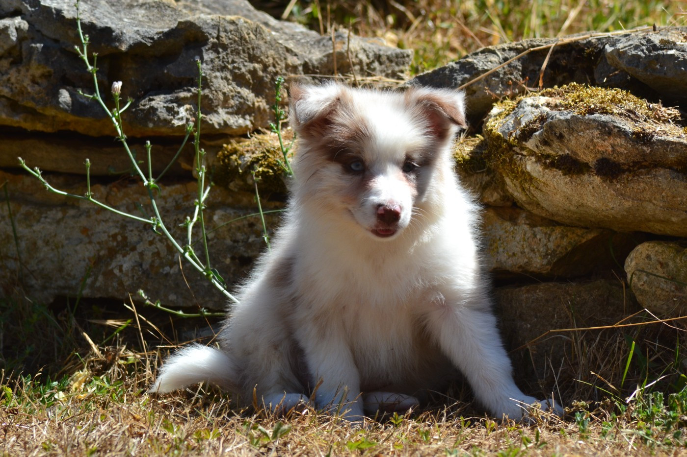 De La Colline d'Ans - Chiots disponibles - Border Collie